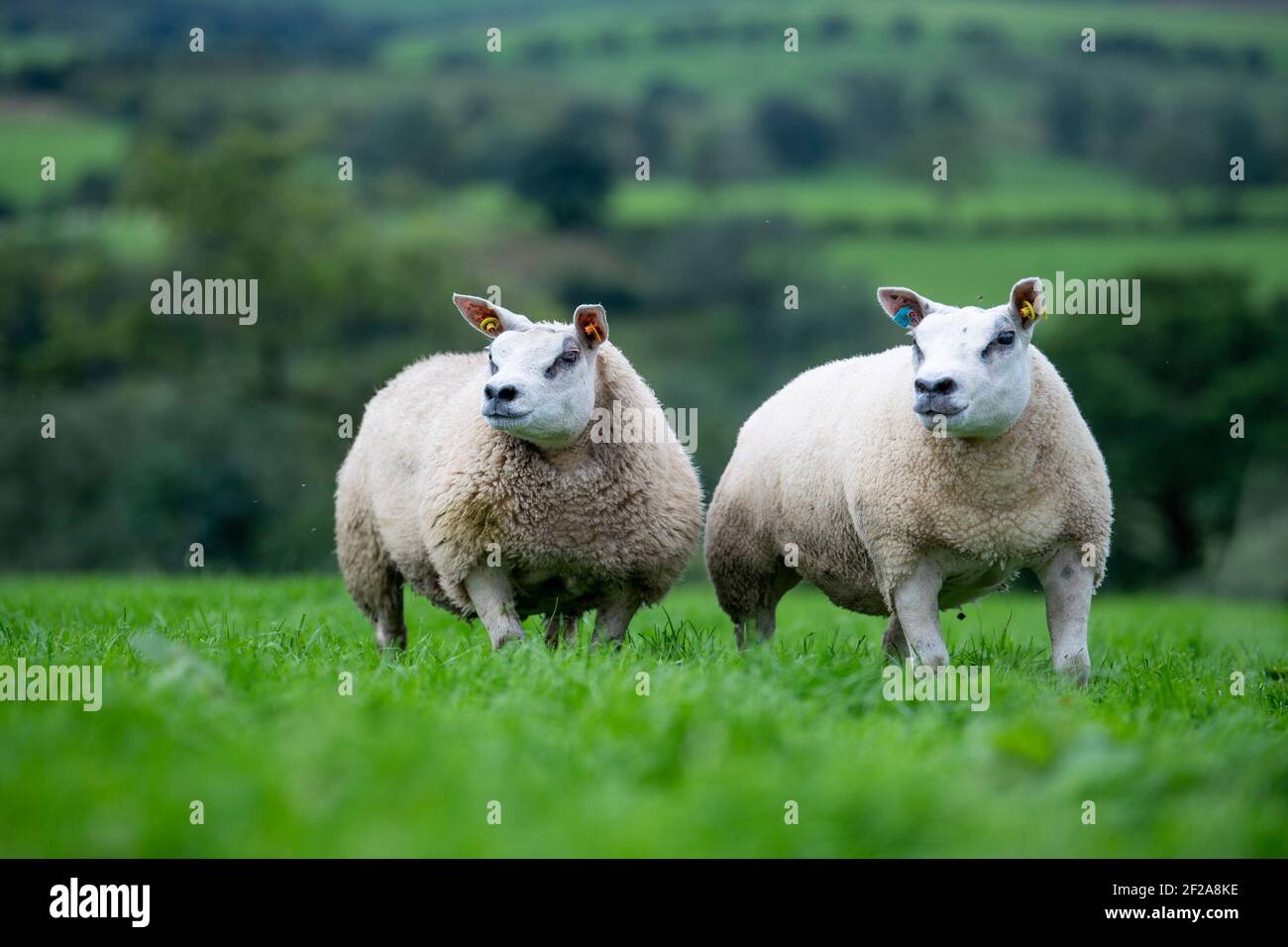 Pedigree Beltex gimmert auf Grasland in Cumbria, Großbritannien. Stockfoto