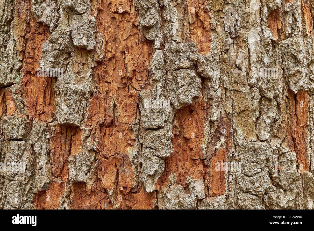Nahaufnahme von Baumrinde Stockfoto