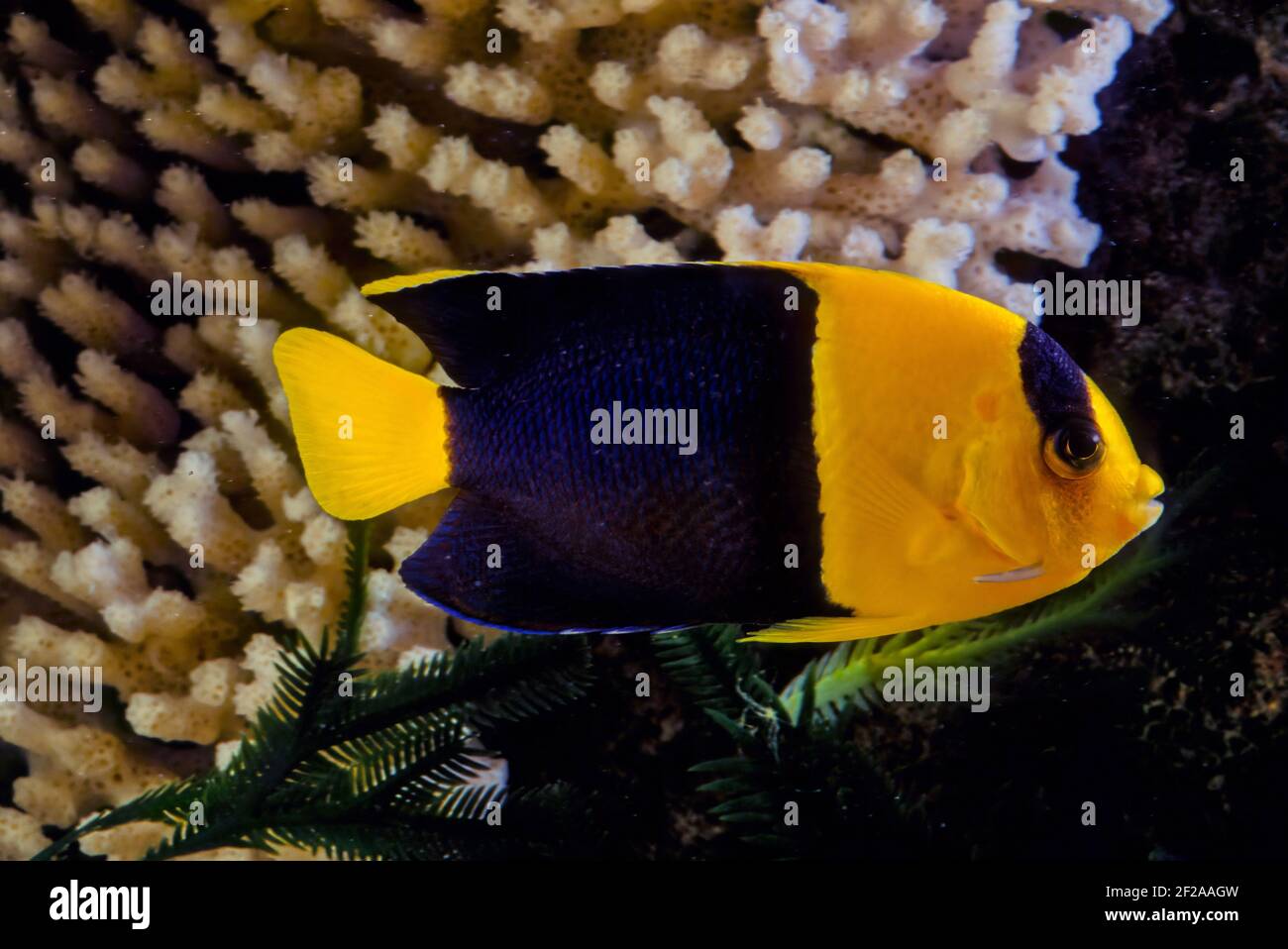 Der zweifarbige Engelfisch (Centropyge bicolor) ist eine marine Fischart, leicht erkennbar an seinem gelben Schwanz, der gelben vorderen Hälfte ihres Körpers und b Stockfoto Der zweifarbige Engelfisch (Centropyge bicolor) ist eine marine Fischart, leicht erkennbar an seinem gelben Schwanz, der gelben vorderen Hälfte ihres Körpers und b Stockfoto