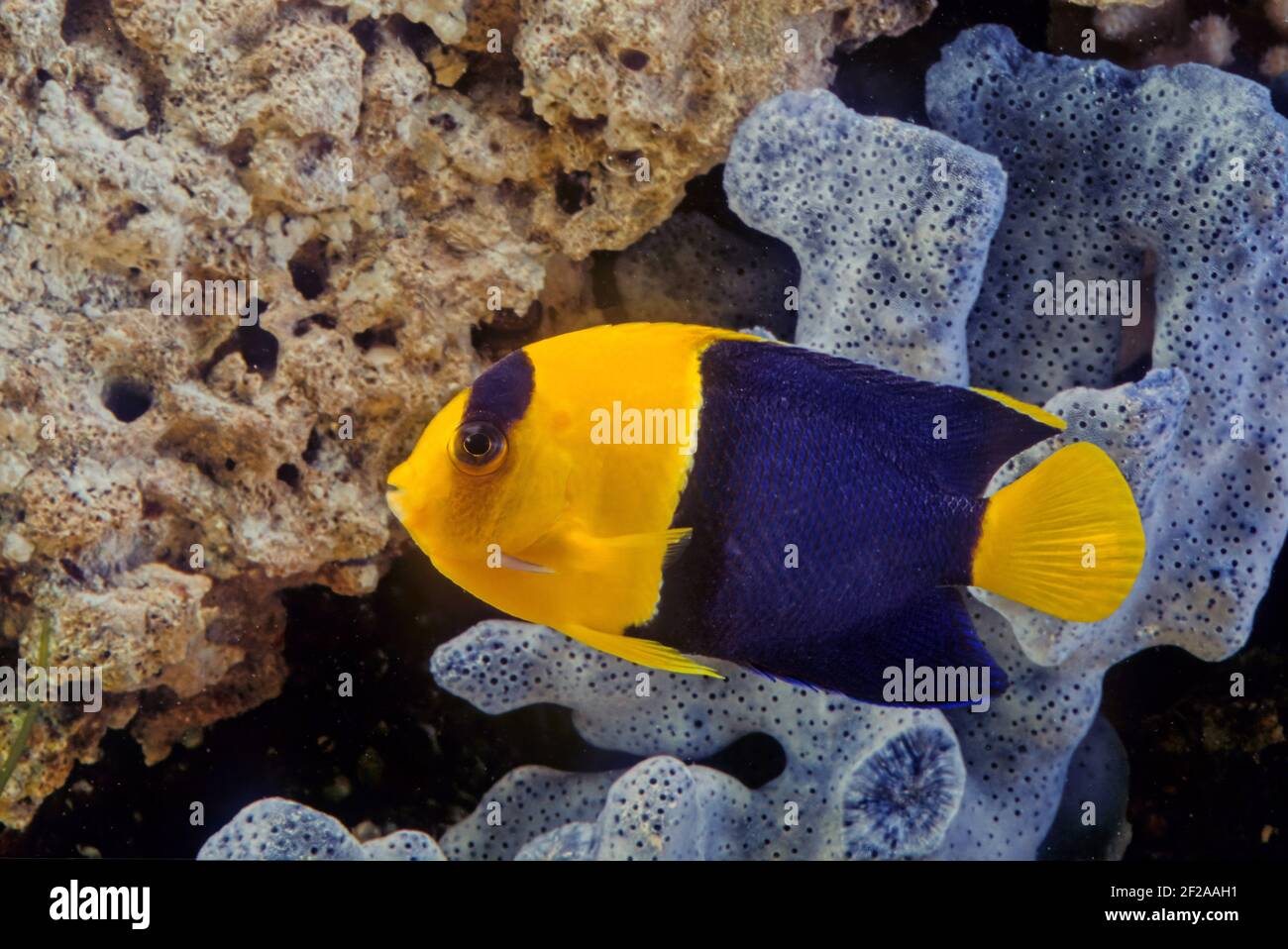 Der zweifarbige Engelfisch (Centropyge bicolor) ist eine marine Fischart, leicht erkennbar an seinem gelben Schwanz, der gelben vorderen Hälfte ihres Körpers und b Stockfoto Der zweifarbige Engelfisch (Centropyge bicolor) ist eine marine Fischart, leicht erkennbar an seinem gelben Schwanz, der gelben vorderen Hälfte ihres Körpers und b Stockfoto