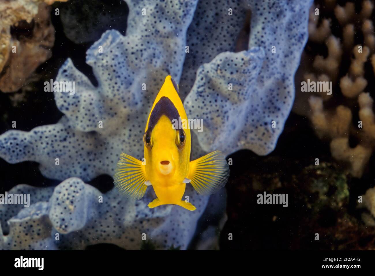 Der zweifarbige Engelfisch (Centropyge bicolor) ist eine marine Fischart, leicht erkennbar an seinem gelben Schwanz, der gelben vorderen Hälfte ihres Körpers und b Stockfoto Der zweifarbige Engelfisch (Centropyge bicolor) ist eine marine Fischart, leicht erkennbar an seinem gelben Schwanz, der gelben vorderen Hälfte ihres Körpers und b Stockfoto