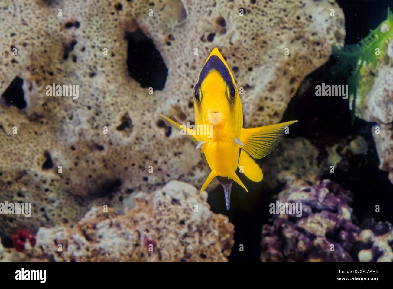 Der zweifarbige Engelfisch (Centropyge bicolor) ist eine marine Fischart, leicht erkennbar an seinem gelben Schwanz, der gelben vorderen Hälfte ihres Körpers und b Stockfoto Der zweifarbige Engelfisch (Centropyge bicolor) ist eine marine Fischart, leicht erkennbar an seinem gelben Schwanz, der gelben vorderen Hälfte ihres Körpers und b Stockfoto