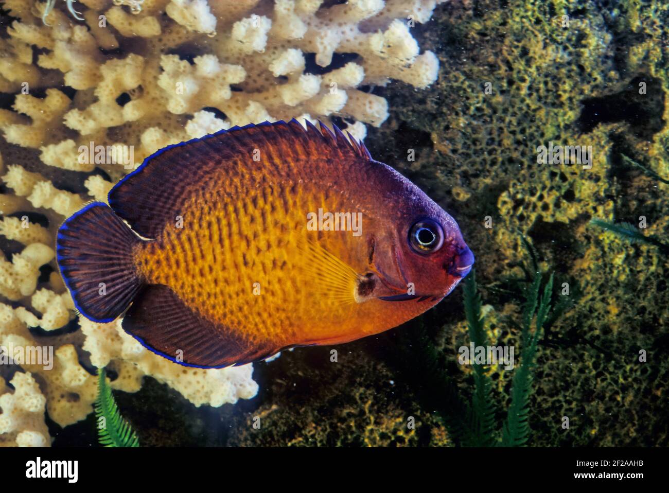 Der zweistachelige Engelfisch (Centropyge bispinosa), auch bekannt als der dunkle Engelfisch, oder Korallen Schönheit, ist eine Art von marinen Rochenflocken Fisch, ein marine A Stockfoto