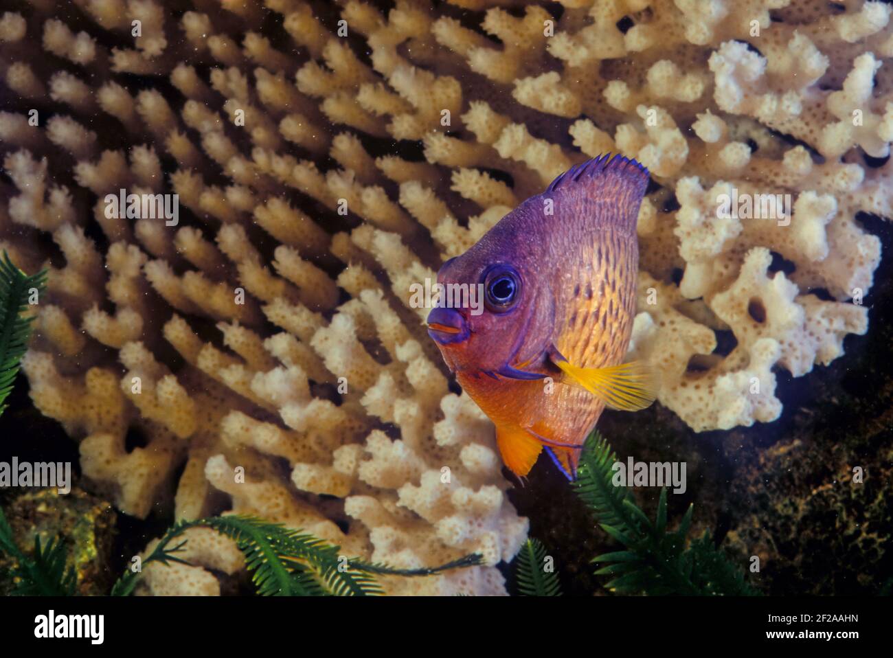 Der zweistachelige Engelfisch (Centropyge bispinosa), auch bekannt als der dunkle Engelfisch, oder Korallen Schönheit, ist eine Art von marinen Rochenflocken Fisch, ein marine A Stockfoto Der zweistachelige Engelfisch (Centropyge bispinosa), auch bekannt als der dunkle Engelfisch, oder Korallen Schönheit, ist eine Art von marinen Rochenflocken Fisch, ein marine A Stockfoto