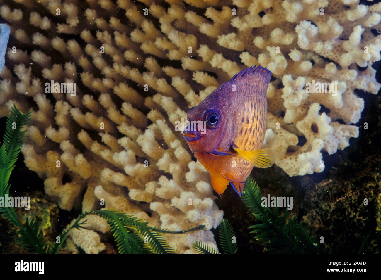 Der zweistachelige Engelfisch (Centropyge bispinosa), auch bekannt als der dunkle Engelfisch, oder Korallen Schönheit, ist eine Art von marinen Rochenflocken Fisch, ein marine A Stockfoto Der zweistachelige Engelfisch (Centropyge bispinosa), auch bekannt als der dunkle Engelfisch, oder Korallen Schönheit, ist eine Art von marinen Rochenflocken Fisch, ein marine A Stockfoto