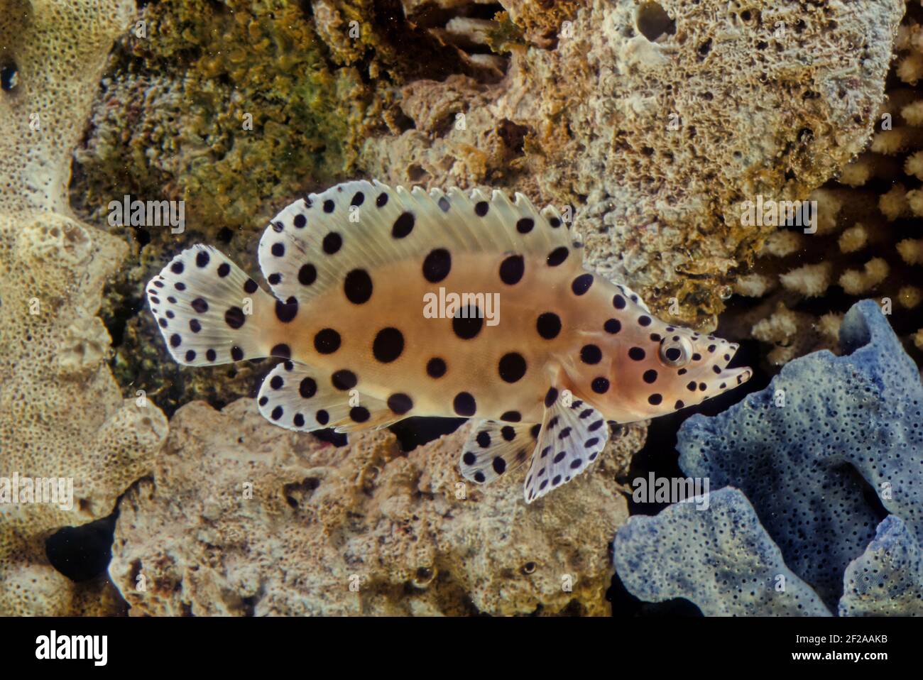 Der Buckelzackenbarsch (Cromileptes altivelis), Panther Zackenbarsch oder (in Australien) Barramundi Kabeljau ist eine Art mariner Rochenflossen-Fische, von denen ein Zackenbarsch stammt Stockfoto