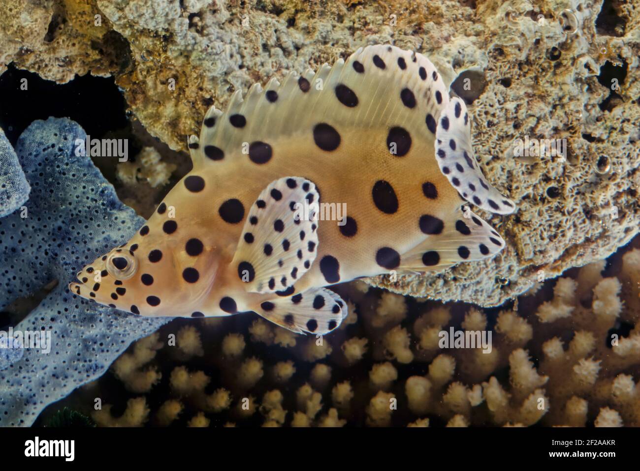 Der Buckelzackenbarsch (Cromileptes altivelis), Panther Zackenbarsch oder (in Australien) Barramundi Kabeljau ist eine Art mariner Rochenflossen-Fische, von denen ein Zackenbarsch stammt Stockfoto