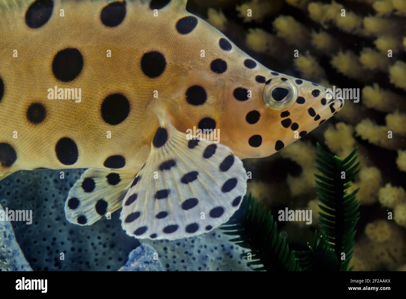 Der Buckelzackenbarsch (Cromileptes altivelis), Panther Zackenbarsch oder (in Australien) Barramundi Kabeljau ist eine Art mariner Rochenflossen-Fische, von denen ein Zackenbarsch stammt Stockfoto