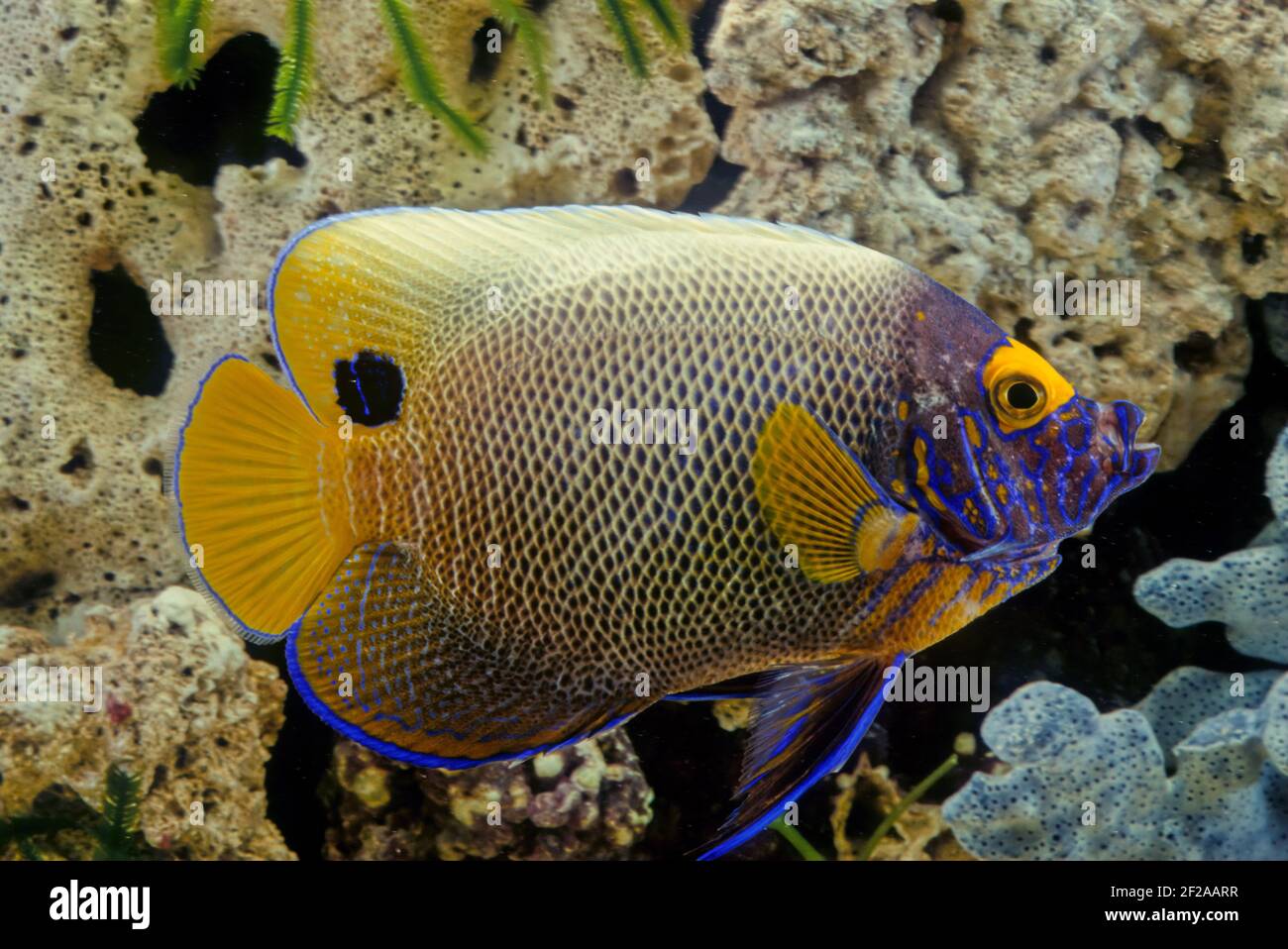 Pomacanthus xanthometopon ist ein mariner Rochenflocken-Fisch, ein mariner Engelfisch aus der Familie Pomacanthidae, der in flachen Teilen des Indo-Pac gefunden wird Stockfoto Pomacanthus xanthometopon ist ein mariner Rochenflocken-Fisch, ein mariner Engelfisch aus der Familie Pomacanthidae, der in flachen Teilen des Indo-Pac gefunden wird Stockfoto