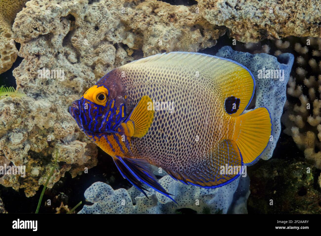 Pomacanthus xanthometopon ist ein mariner Rochenflocken-Fisch, ein mariner Engelfisch aus der Familie Pomacanthidae, der in flachen Teilen des Indo-Pac gefunden wird Stockfoto Pomacanthus xanthometopon ist ein mariner Rochenflocken-Fisch, ein mariner Engelfisch aus der Familie Pomacanthidae, der in flachen Teilen des Indo-Pac gefunden wird Stockfoto