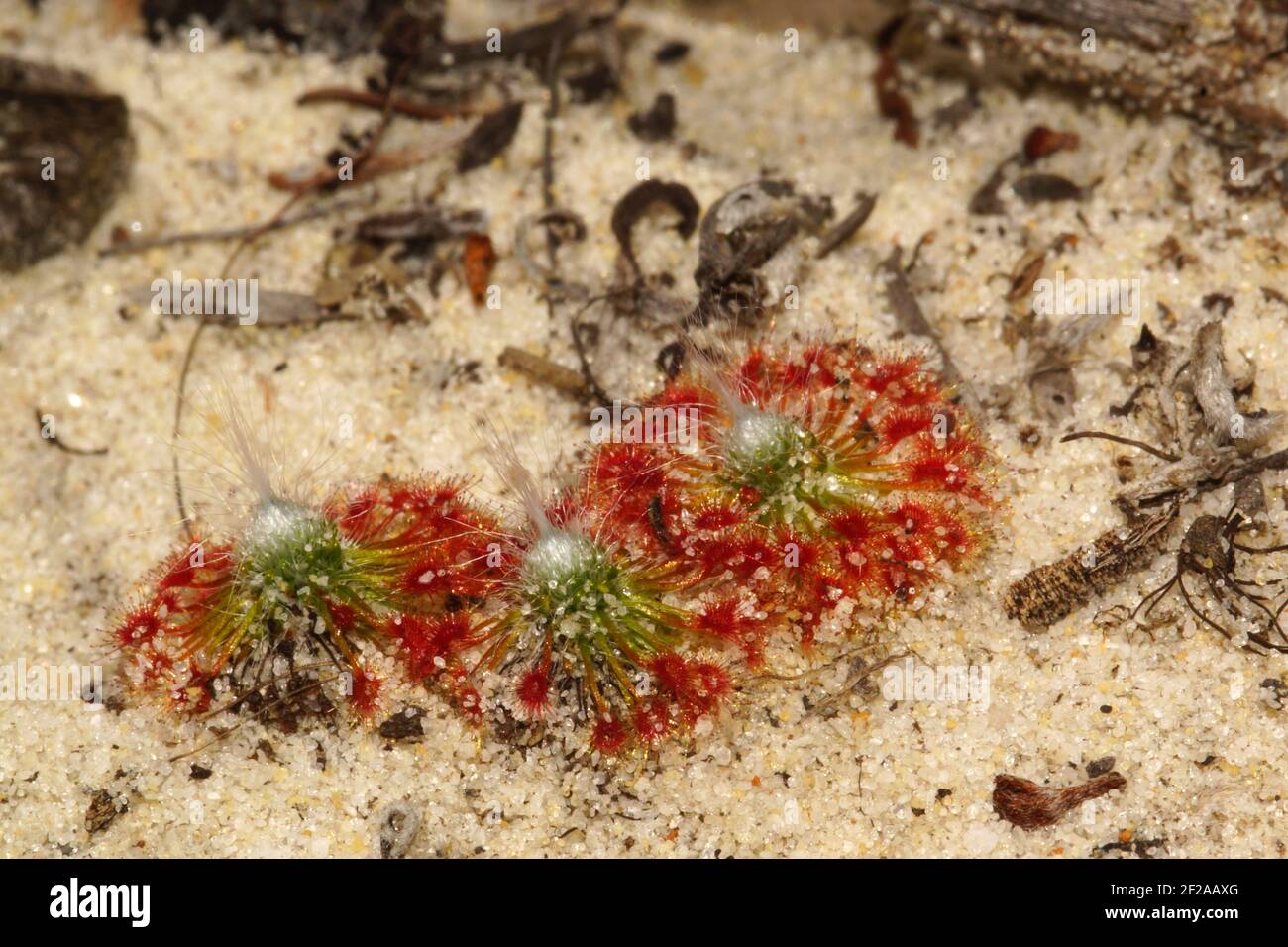 Fleischfressende Sonnentauen Drosera sargentii mit roten klebrigen Blättern in weißem Sand, natürlicher Lebensraum in der Nähe von Hopetoun, Westaustralien Stockfoto