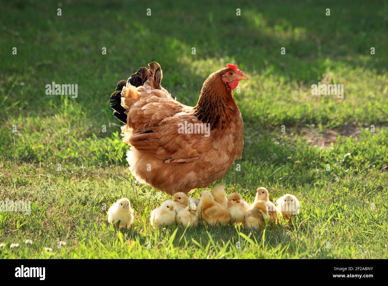 Mutter Henne mit Hühnern in einem ländlichen Hof.Hühner in einem Gras im Dorf gegen die Sonne Fotos.Gallus gallus domesticus.Geflügel Bio Farm.Sustainab Stockfoto