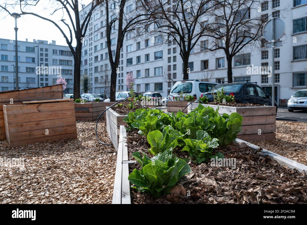 Gartengemüsebehälter. Gemüsegarten auf der Terrasse. Salate wachsen in einem Container in einer städtischen Nachbarschaft Stockfoto