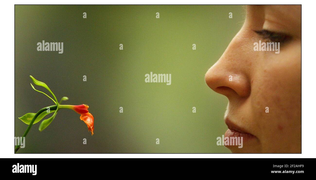 Auf der Suche nach dem Paradies... Kews Ninth Orchid Festival wird vom 15. Februar bis 16. märz im Princess of Wales Conservatory in Kew Gardens in South West geöffnet sein London.Hannah Davies bekommt einen genaueren Blick auf das seltene Epidendrum Pseudepidendrum aus Costa Rico. Dies ist die erste Blüte dieser Pflanze für Kew Gardens. PIC David Sandison 12/2/2003 Stockfoto