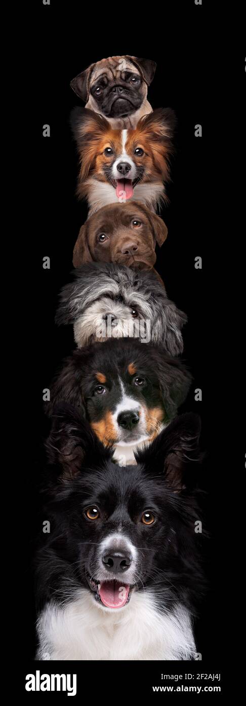 Porträt von sechs Hunden aufgeschichtet vertikal isoliert auf einem Schwarzer Hintergrund Stockfoto