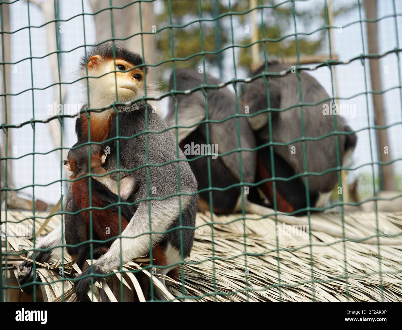 Rotschanker-Doppelaffe (Langur-Duk) Seltene bunte Affen im Käfig im Zoo Stockfoto