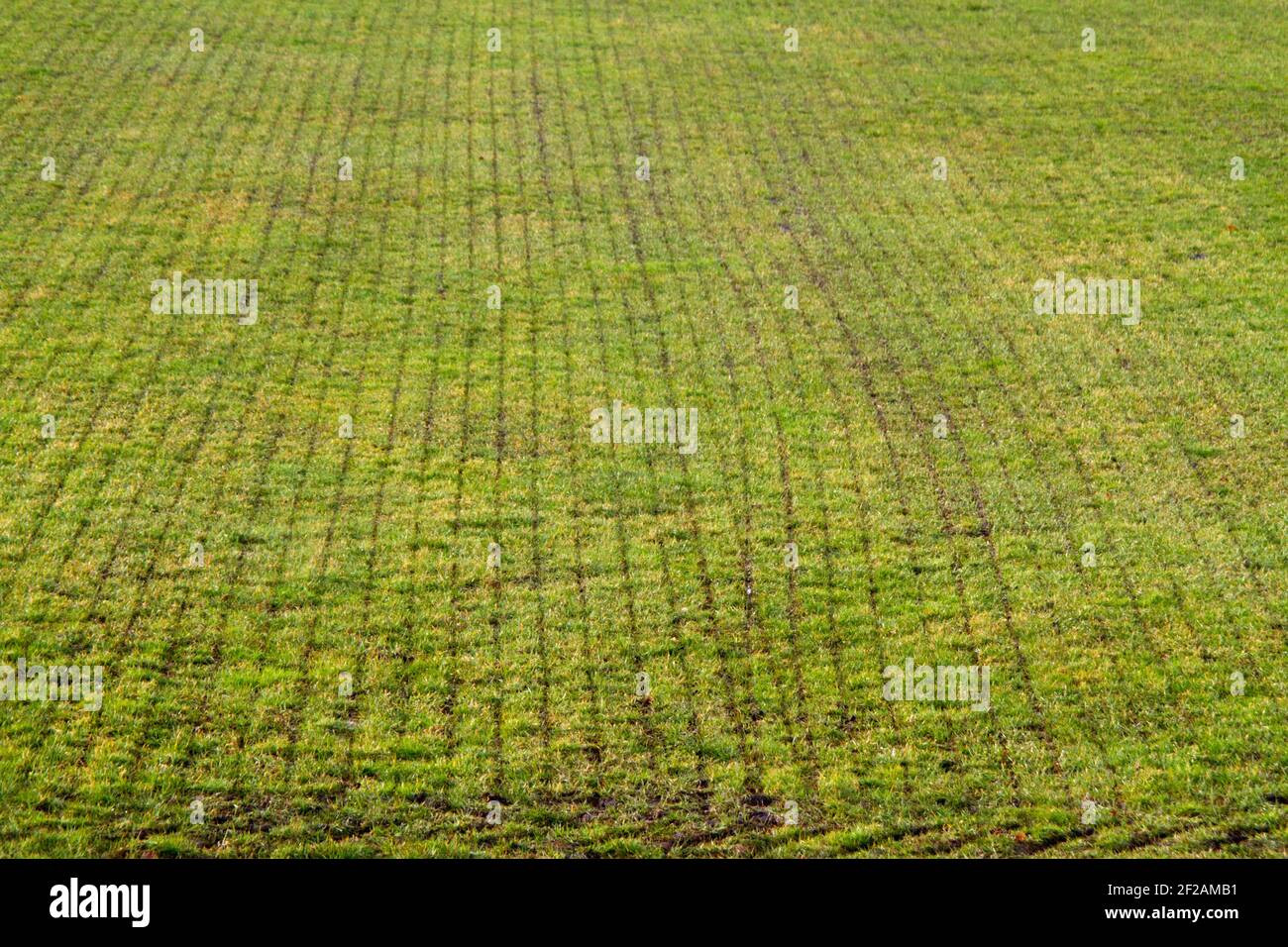 Moderne Landwirtschaft: sod mit geraden Schnitten nach Einspritzung von Gülle in Grünland Stockfoto