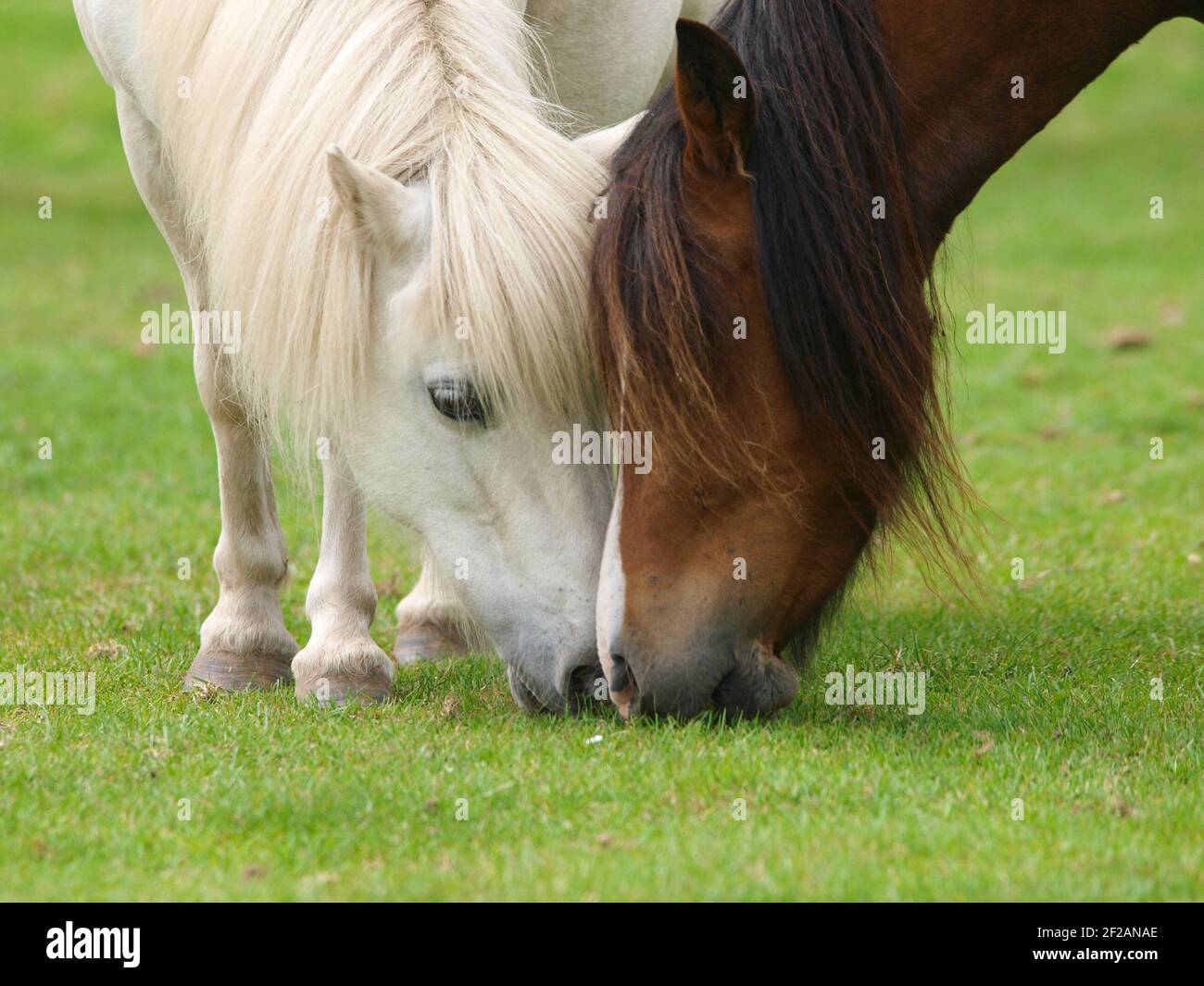 Eine Nahaufnahme von zwei Pferden, die dicht beieinander auf kurzem Sommergras grasen. Stockfoto