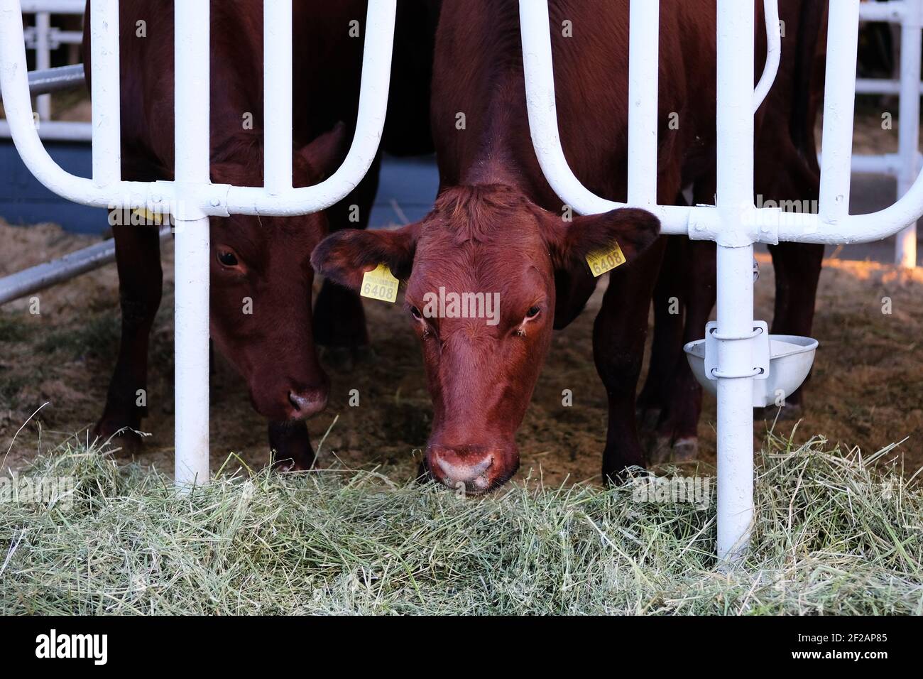 Braune Kühe, die Heu auf dem Milchviehbetrieb essen. Konzept der Landwirtschaft, Landwirtschaft und Viehzucht. Stockfoto