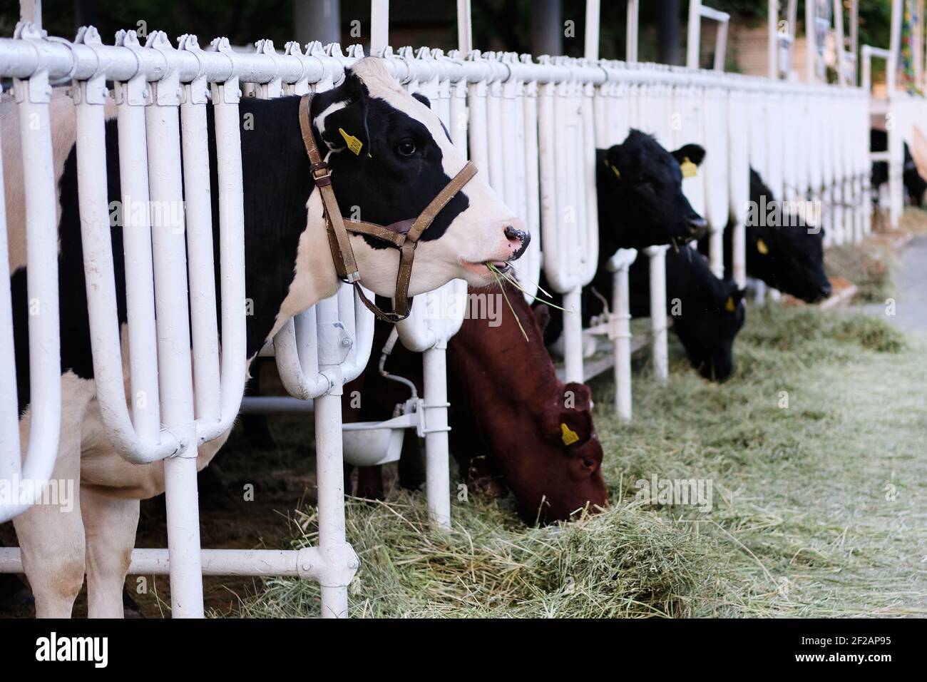 Kühe, die auf dem Bauernhof Heu essen. Konzept von Landwirtschaft, Landwirtschaft und Viehhaltung. Stockfoto