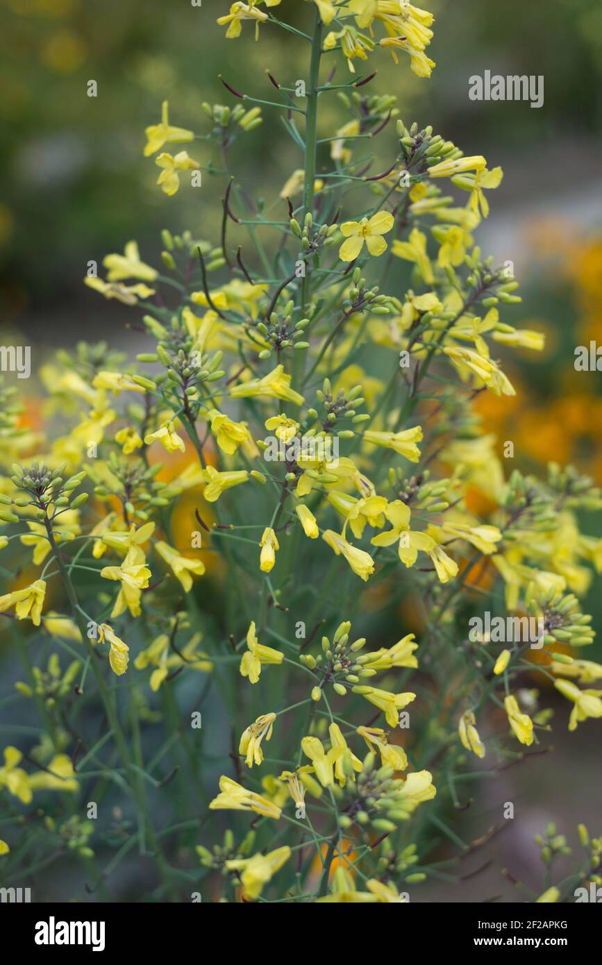 Brassica campestris blüht in der Natur Stockfoto