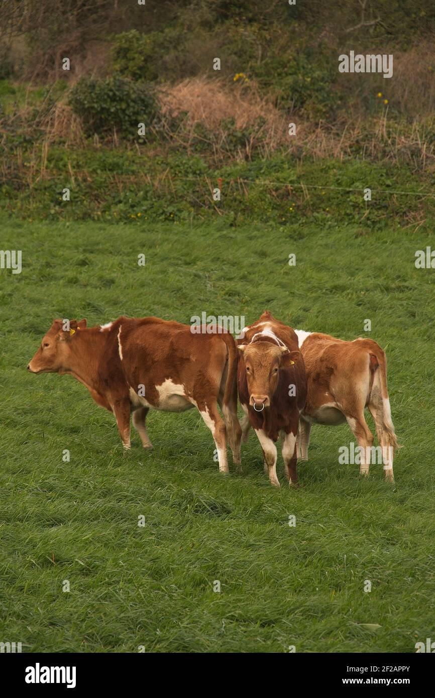 Guernsey Vieh im Freien in einem Feld von Gras. Stockfoto