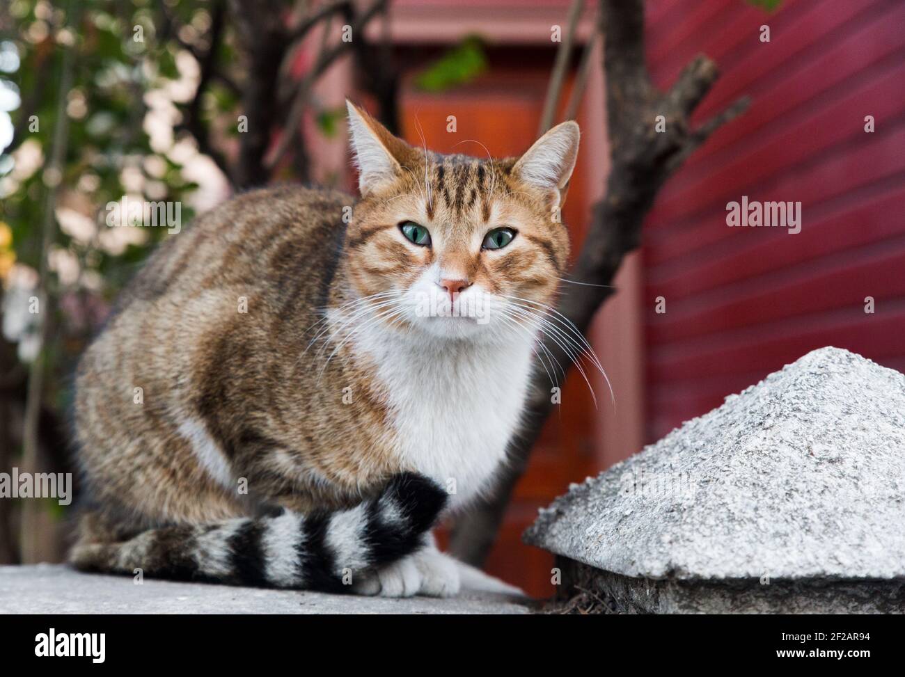 Vorne Ganzkörper-Porträt einer schrägen Auge streunende Katze, Blick auf Linse mit roter Holzwand im Hintergrund. Stockfoto