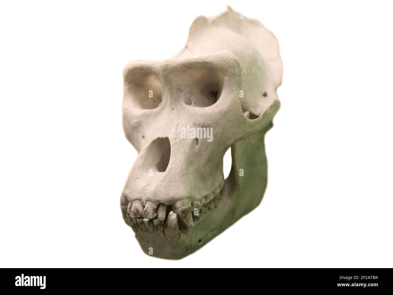 Schädel eines Gorilla isoliert auf weißem Hintergrund. Studioaufnahmen. Stockfoto