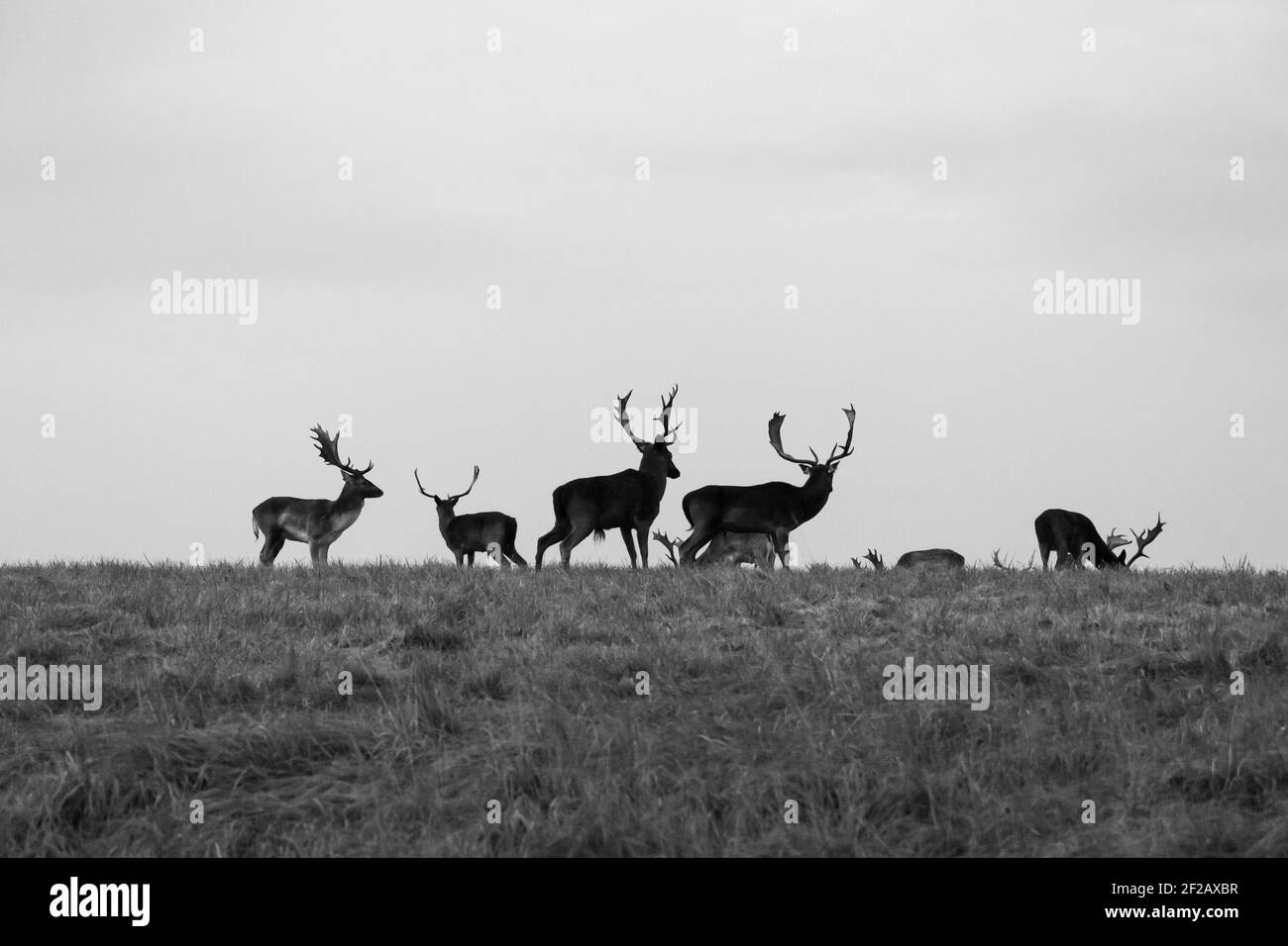 Black and White Hirsche in Phoenix Park, Dublin, Irland, Stadtpark, größter Stadtpark in Europa, wilde Hirsche, Silhouette, Tierwelt, Gras Stockfoto