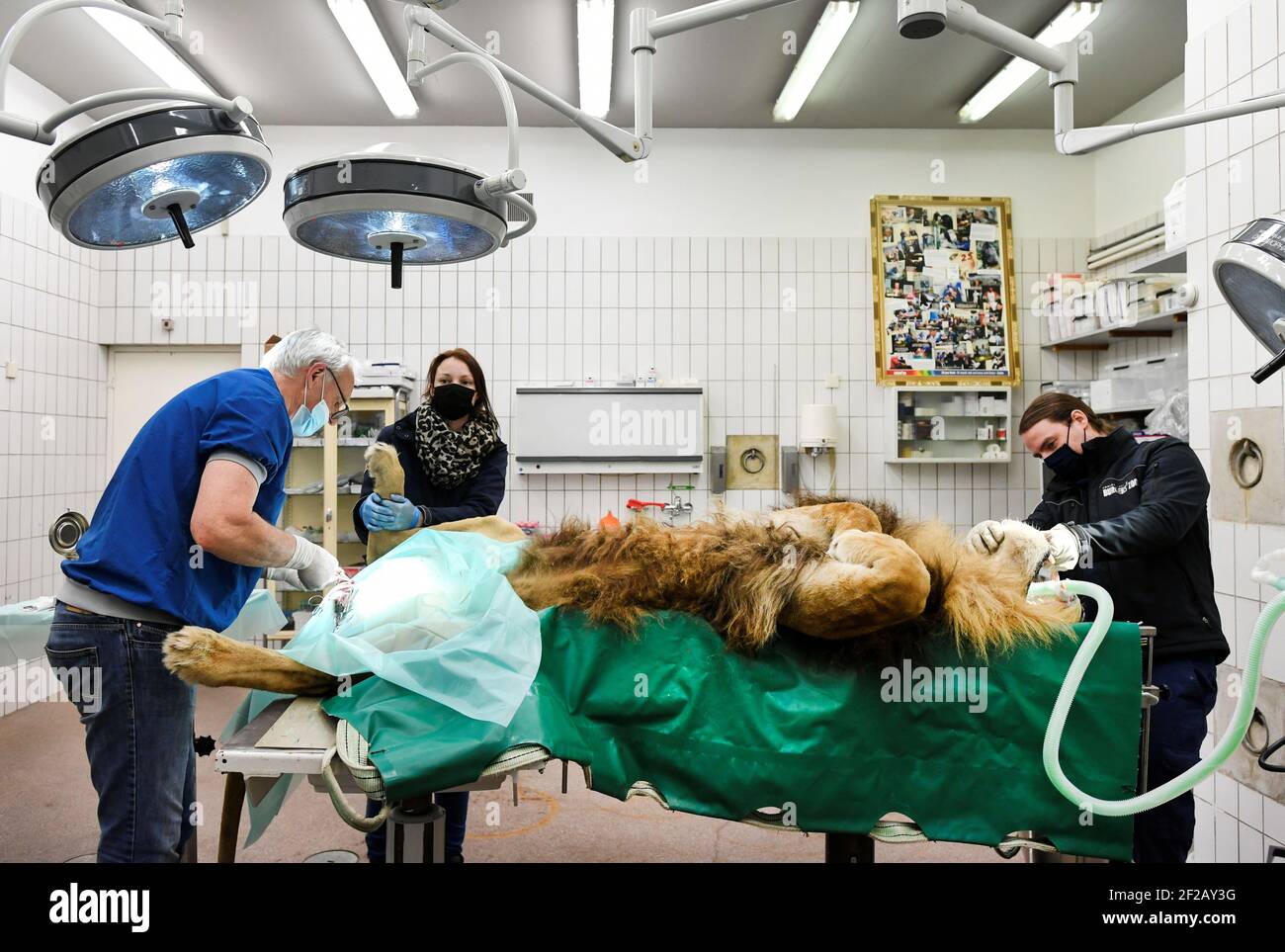 Ein Löwe durchläuft eine Vasektomie im Burger's Zoo in Arnhem, Niederlande 11. März 2021. REUTERS/Piroschka van de Wouw Stockfoto