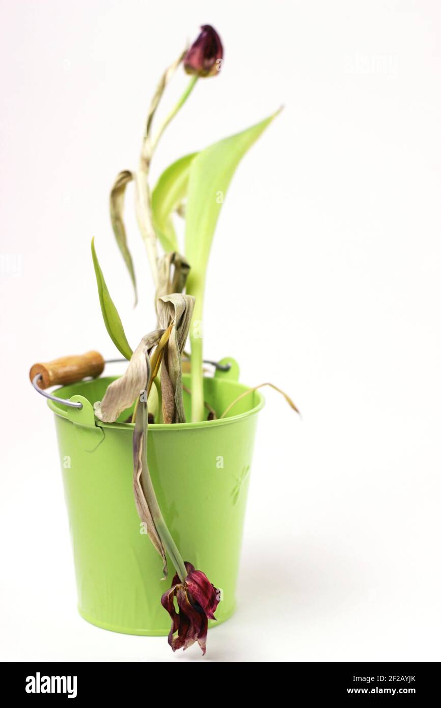 Verwelkte Blumen. Rot verblasste Tulpen in grünen Topf Nahaufnahme auf weißem Hintergrund.Fokus auf die untere Tulpe.Konzept der Krankheit und Alterung. Stockfoto