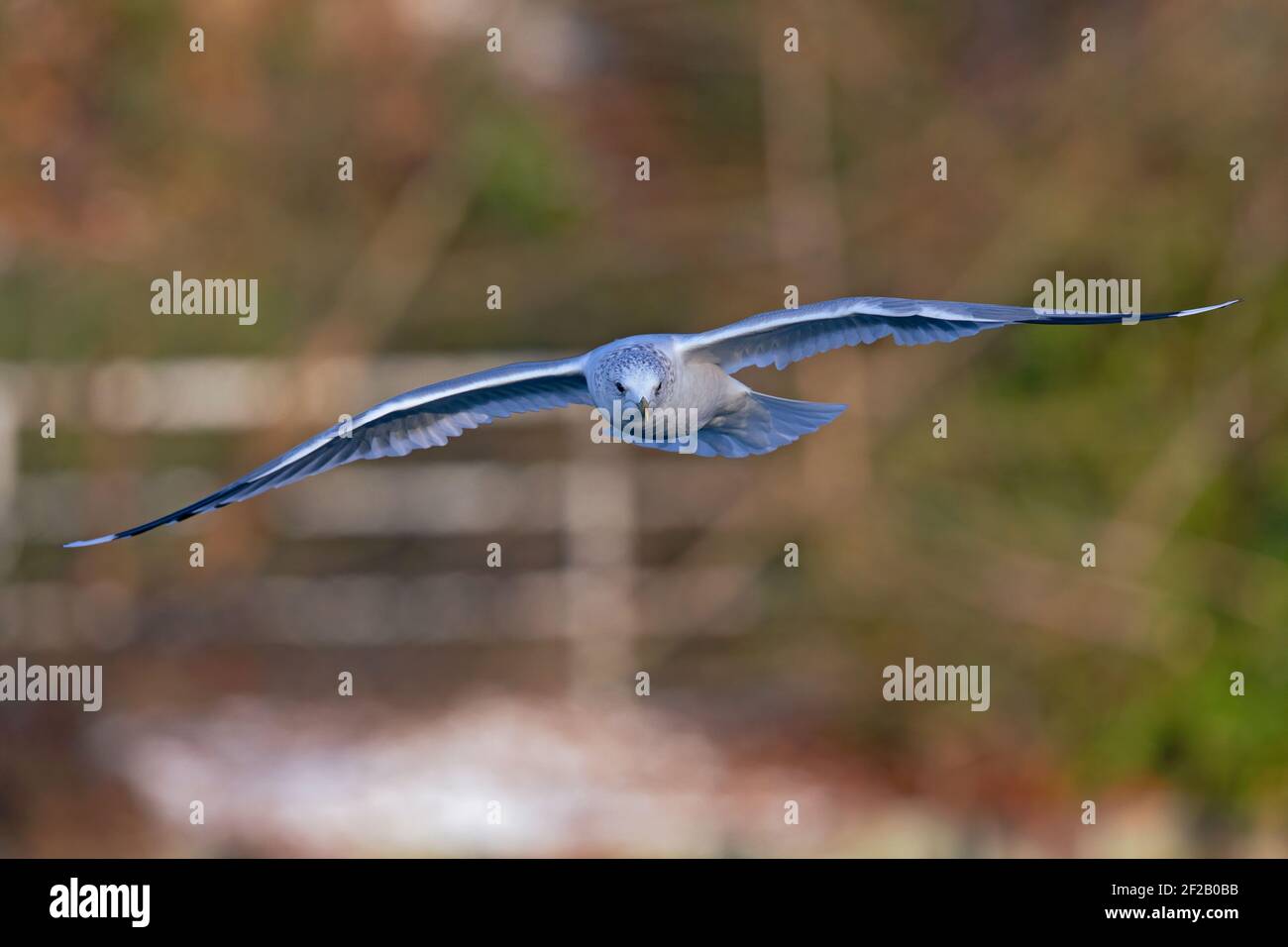 Eine gemeine Möwe (Larus canus) Im Flug an einem See in der Stadt Berlin Stockfoto