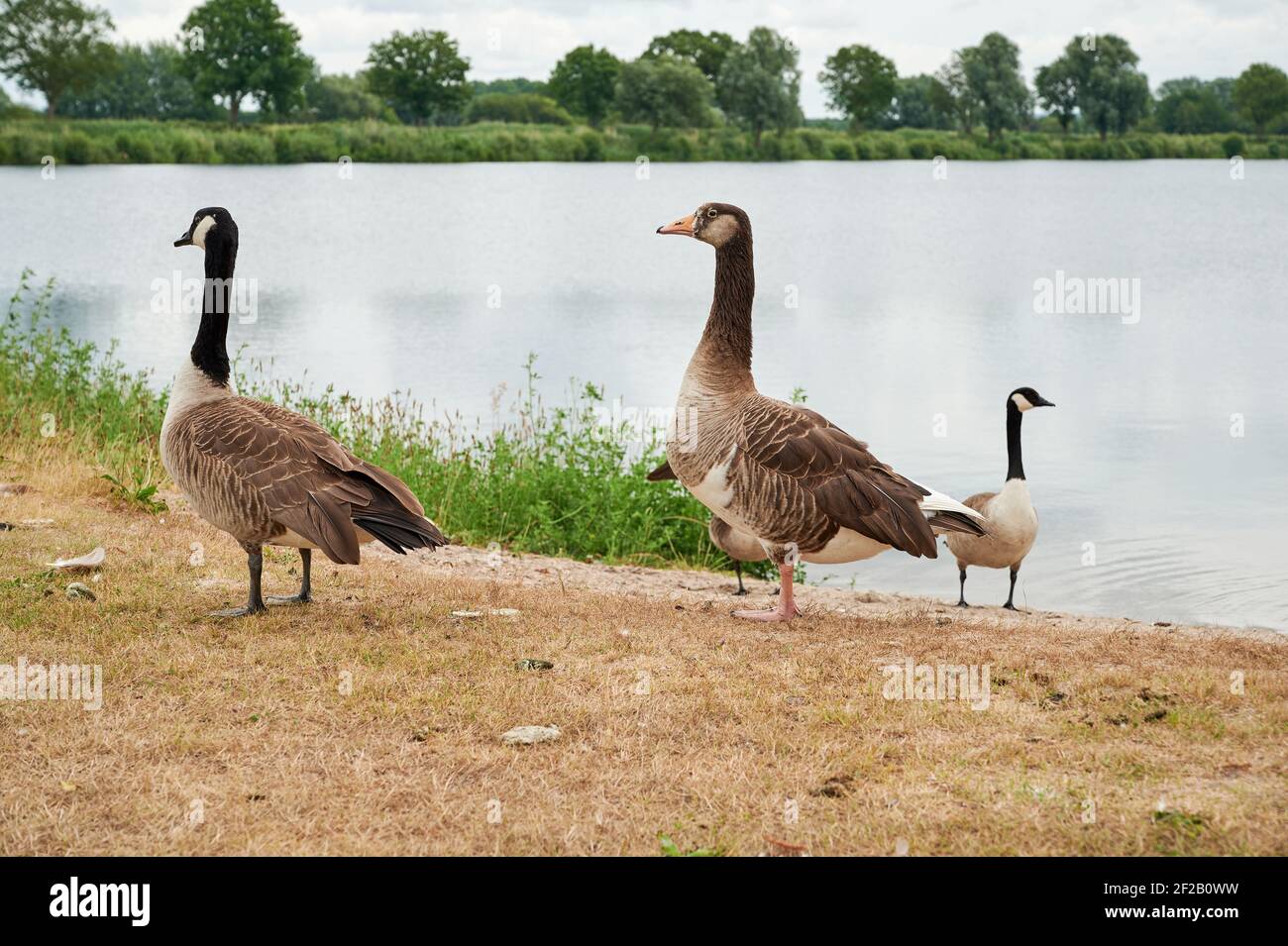Wilde Kanadagänse vor einem deutschen See Stockfoto