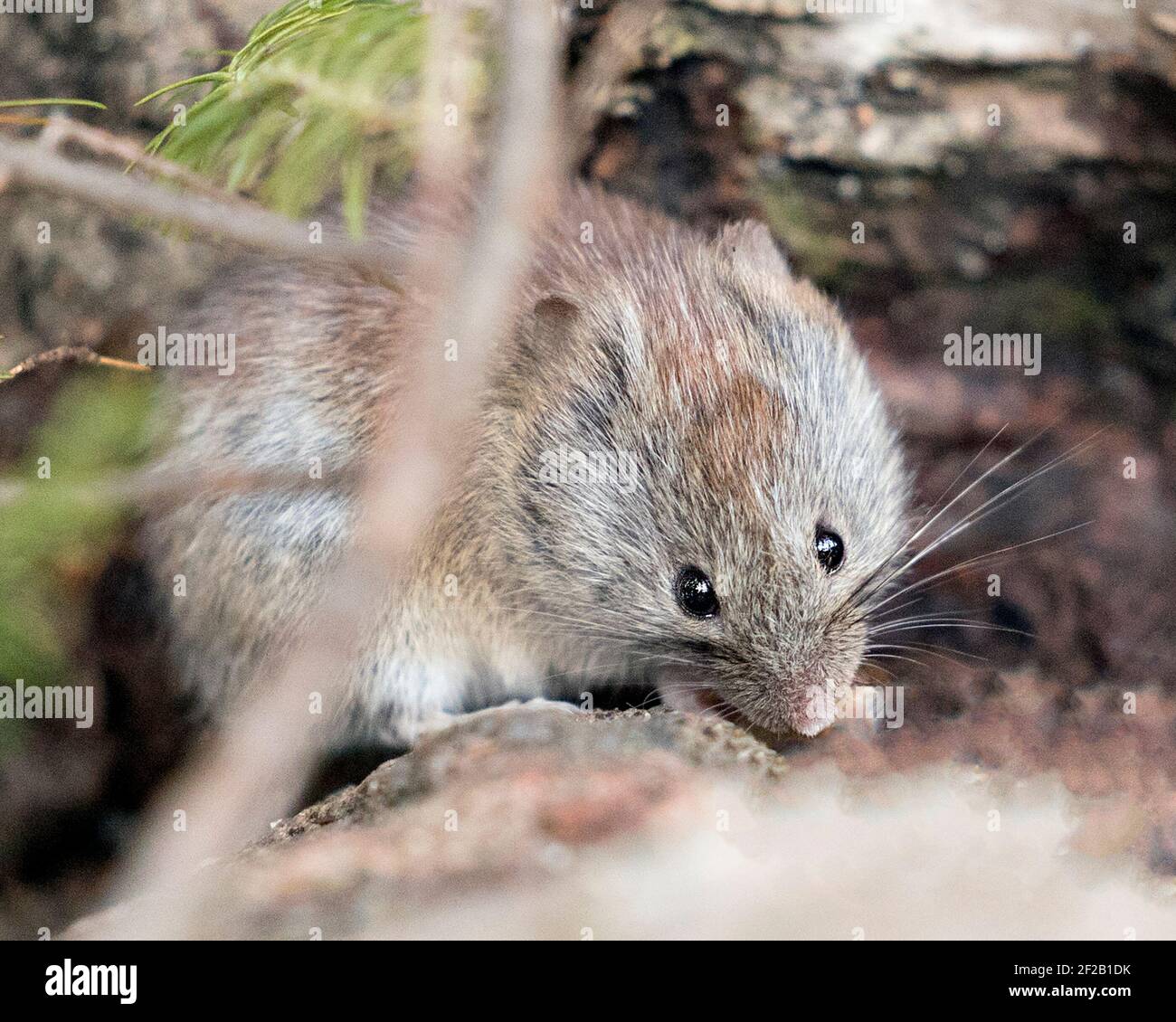 Maus Nahaufnahme Profil Ansicht im Wald Essen und Blick auf die Kamera in seiner Umgebung und Lebensraum mit einem unscharfen Hintergrund. Bild. Bild. Hochformat Stockfoto