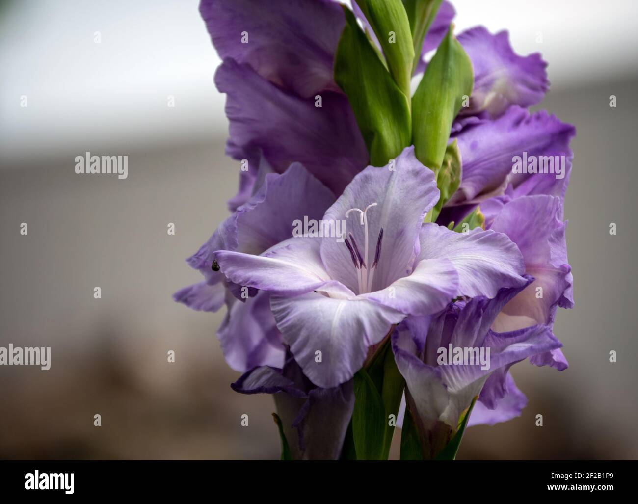 Ein genauer Blick in die Mitte einer Lavendel Gladiolusblume mit einem schönen Bokeh Hintergrund. Die Pflanze macht eine schöne Schnittblume sowie Garten Ornament Stockfoto