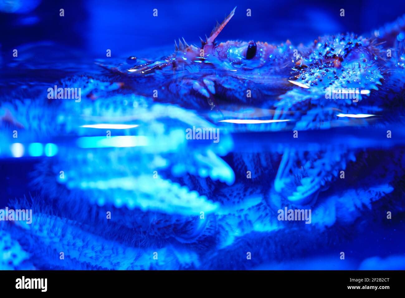 Die viereckige Haarkrabbe ist eine Krabbenart, die im Fernen Osten und Japan gefunden wird. Erimacrus isenbeckii - kommerzielle Art von japanischen und russischen Meer c Stockfoto