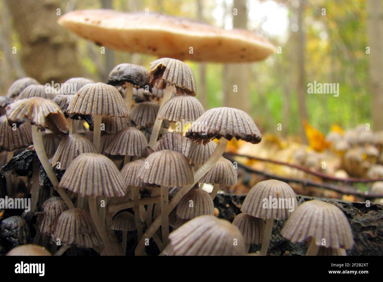 Coprinellus disseminatus - graue kleine Pilze, die in einem großen Haufen auf einem alten Baum wachsen. Beginnen Sie im Herbst in Europa und Asien zu wachsen. Stockfoto