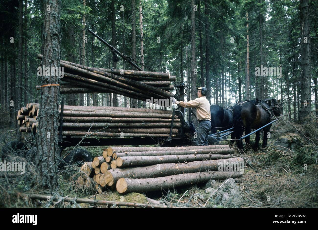 Arbeiten im Wald in der 1970s. Ein Mann arbeitet in seinem Wald und schneidet Bäume ab, um sie auf einem mit seinem Pferd zu seinem Haus oder dem Sägewerk zu transportieren. Zwei Pferde ziehen den Wagen mit Holzstämmen beladen. Der Kran wird von einem 2-Takt-Motor und einer Hydraulikpumpe angetrieben, die das Be- und Entladen des Holzes erleichtert. Schweden 1975 Stockfoto