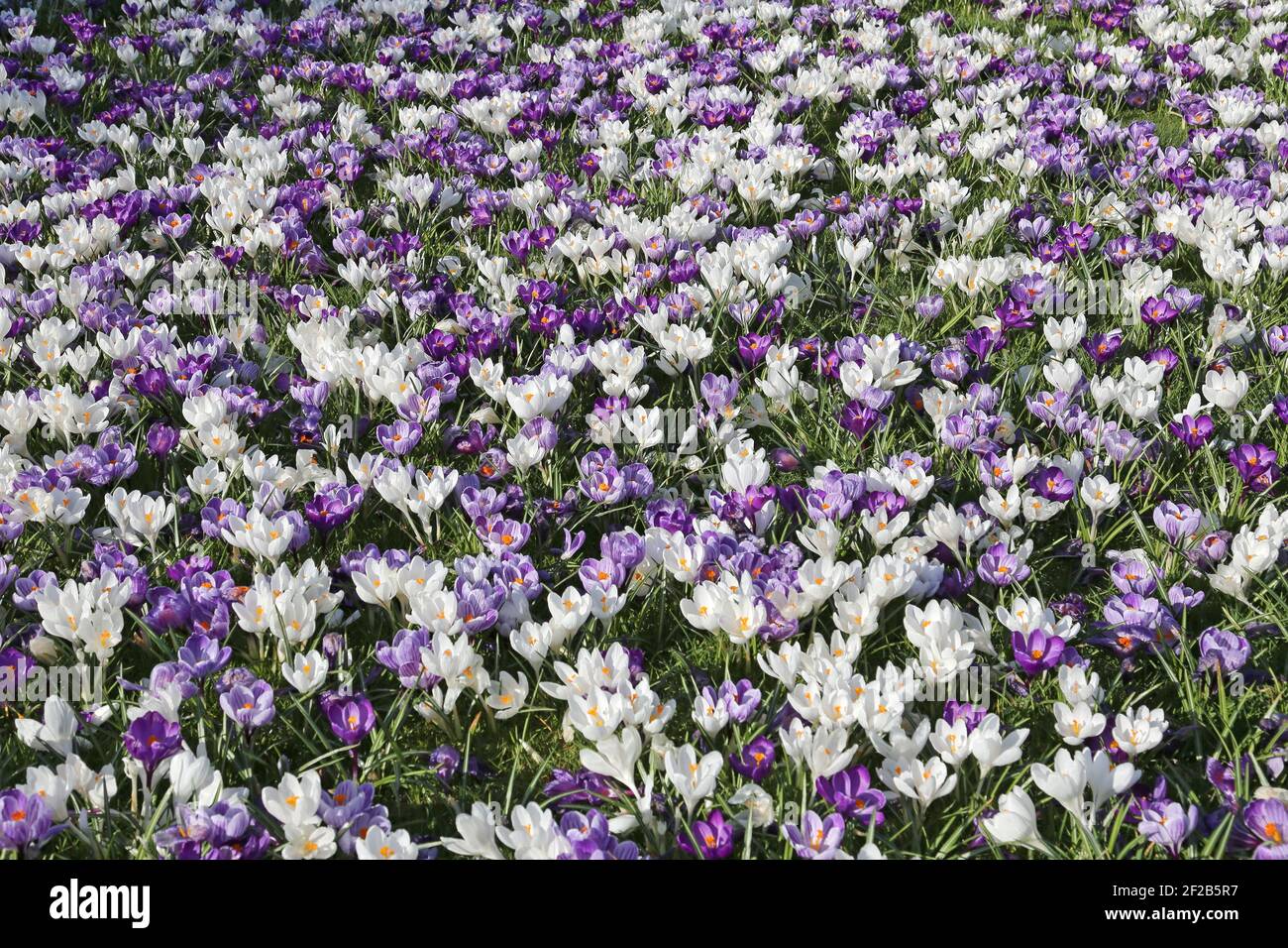 ‘Flower Record’ ‘Pickwick’ und ‘Jeanne d’Arc’ Krokussen, Nadelbaum Rasen, RHS Garden Wisley, Woking, Surrey, England, Großbritannien, Großbritannien, Europa Stockfoto