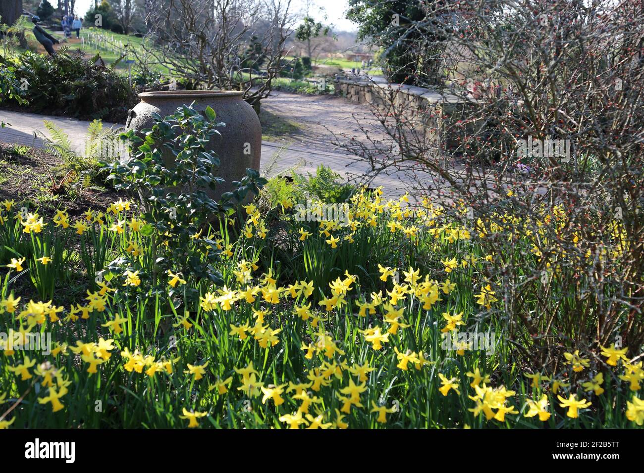 Daffodil (Narcissus pseudonarcissus) (alias Lent Lily), RHS Garden Wisley, Woking, Surrey, England, Großbritannien, Großbritannien, Großbritannien, Europa Stockfoto