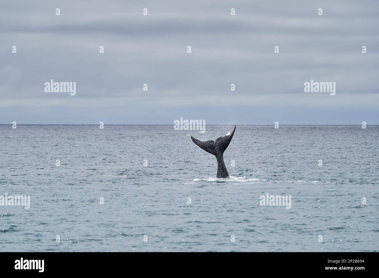 Eubalaena australis, südlicher rechter Wal, der durch die Oberfläche des atlantischen Ozeans durchbrecht und die Schwanzflosse in der Bucht von Golfo Nuevo zeigt Stockfoto