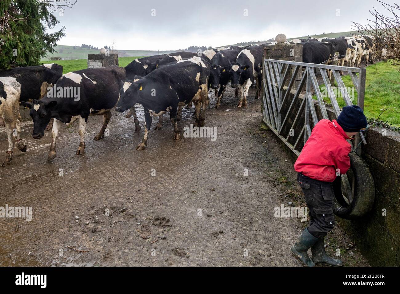 Timoleague, West Cork, Irland. März 2021, 11th. Die Herde von Kühen des Timoleague Milchbauern John Dinneen wird von John's Sohn Pat an einem nassen Nachmittag in West Cork zum Melken gebracht. Quelle: AG News/Alamy Live News Stockfoto