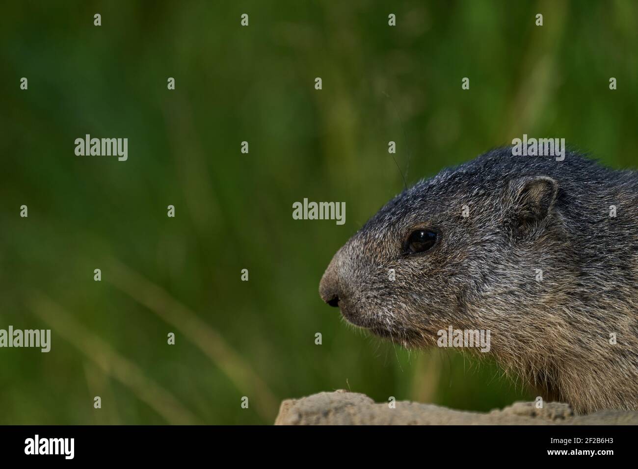 Marmota monax, Murmeltier bekannt aus Film Murmeltier Tag mit punxsutawney phil für Wettervorhersage Stockfoto