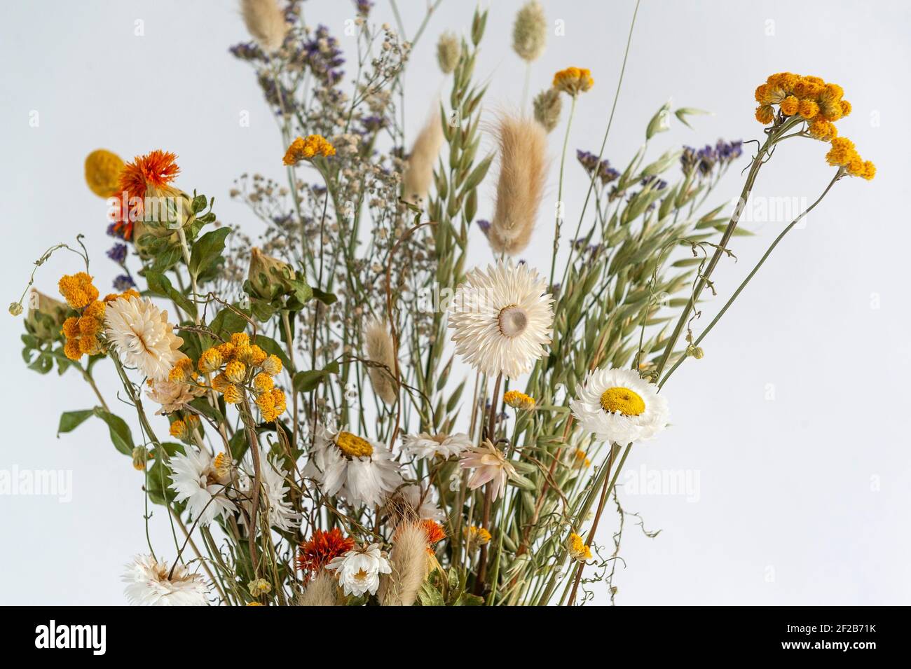 Getrocknete bunte Blumen in einer Vase vor weißem Hintergrund. Stockfoto