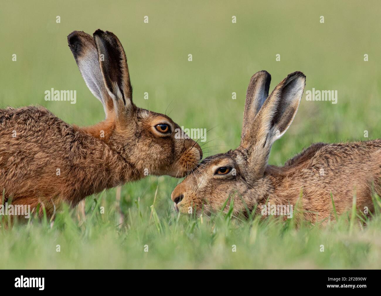The Kiss - Braune Hasen gefangen küssen in einem zarten Moment - Suffolk Stockfoto