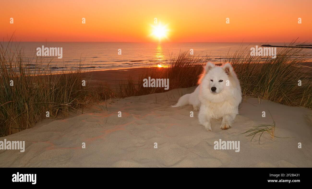 Samoyed Hund sitzt am Strand bei Sonnenuntergang Stockfoto