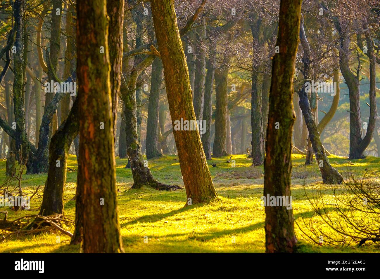 Sonnenlicht zwischen den Bäumen in einem Peak District Wald, Großbritannien Stockfoto