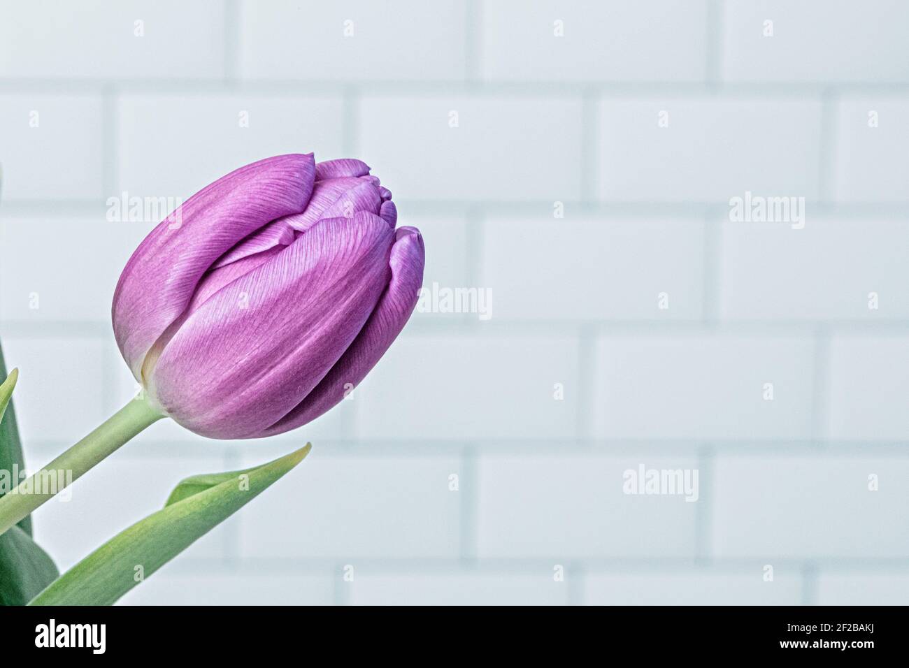 Frisch gepflückt lila Tulpen in weiße Vase Stockfoto