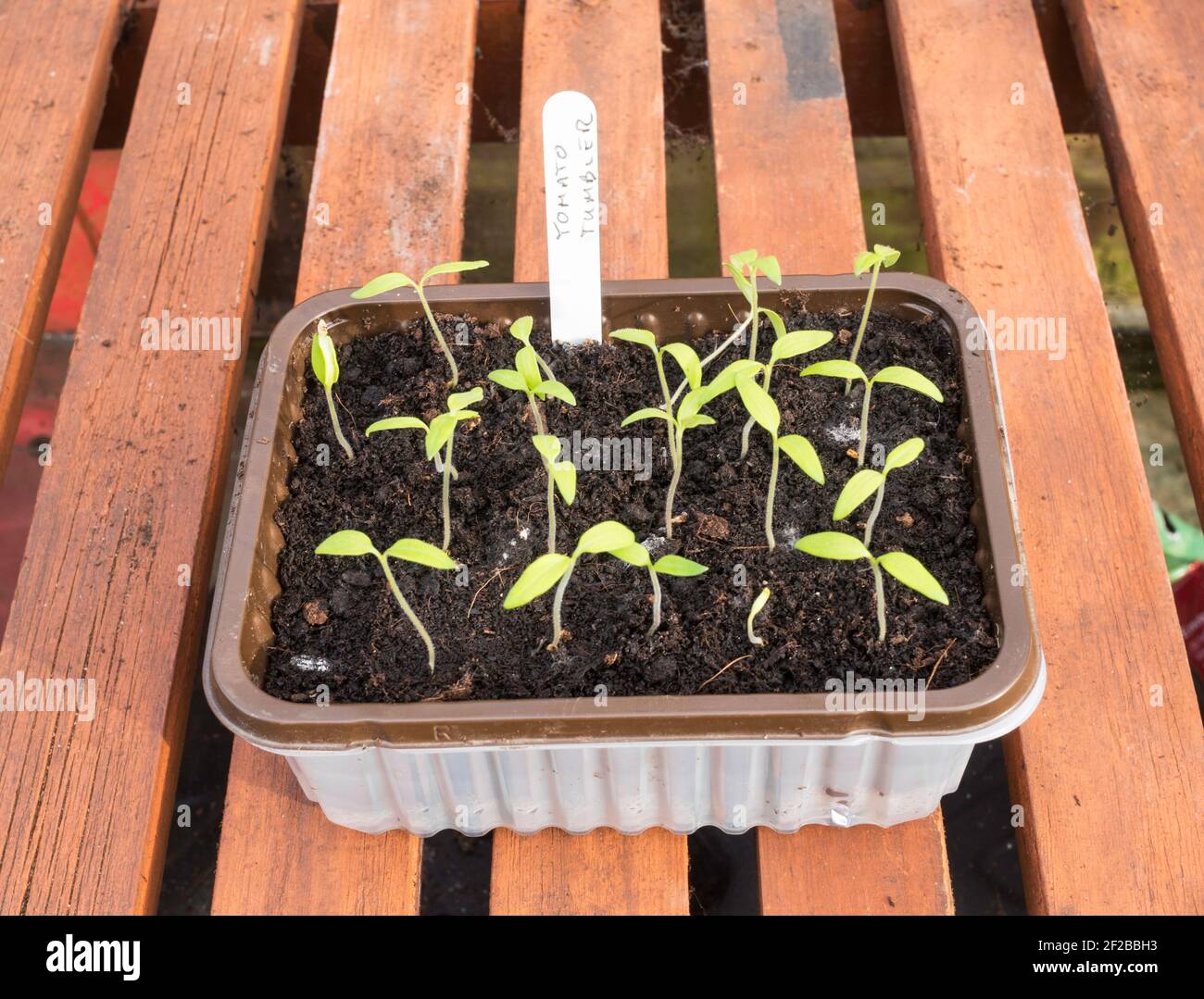 Recycling-Kunststoff-Lebensmittelbehälter verwendet, um Sämlinge von Tomaten zu erhöhen Becher Stockfoto