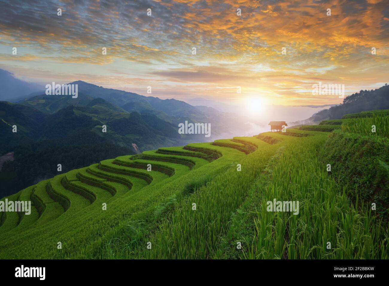 Terrassenförmige Reisfelder bei Sonnenuntergang, Mu Cang Chai, Vietnam Stockfoto